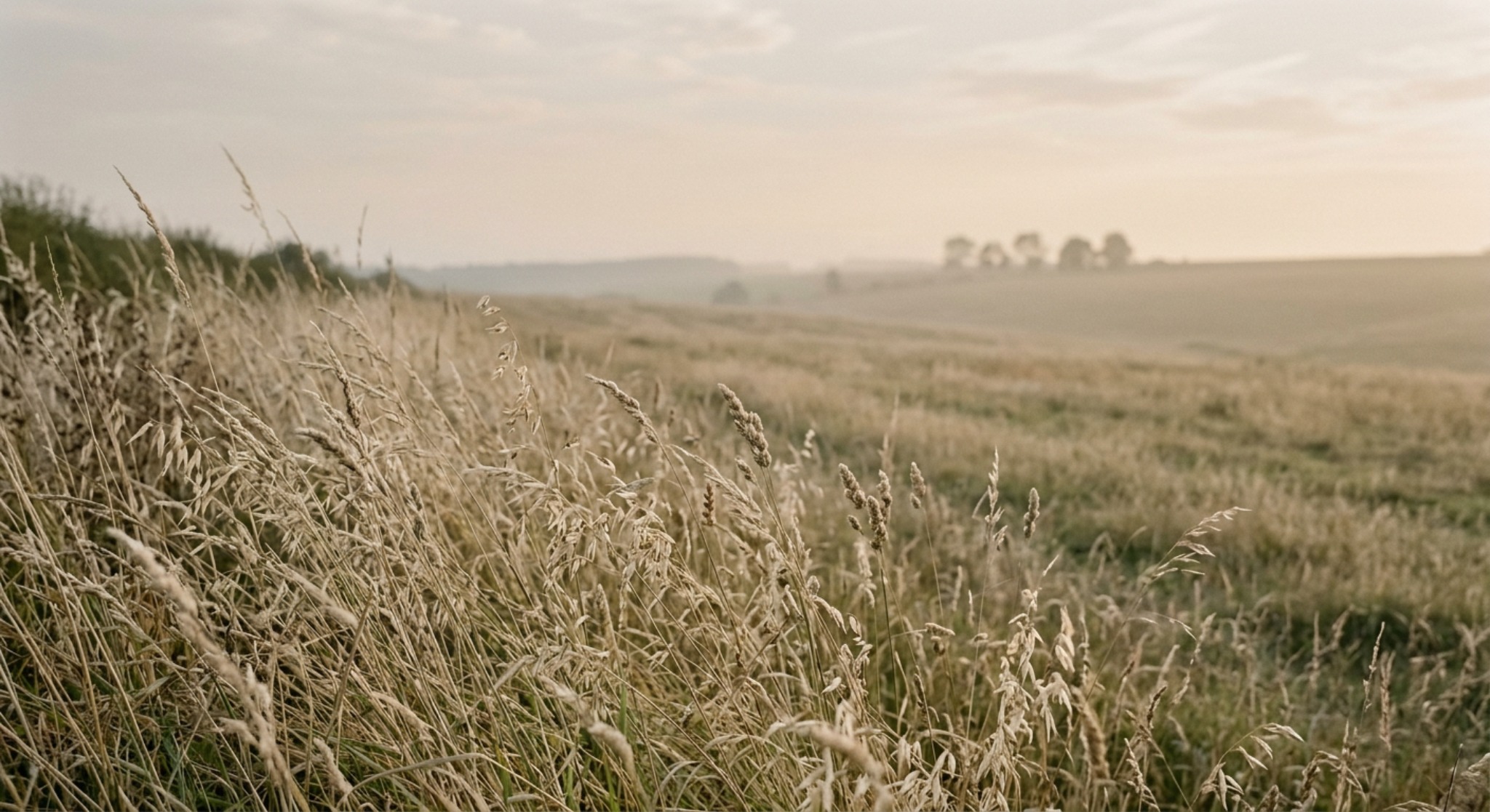 Dry field grasses under calm light
